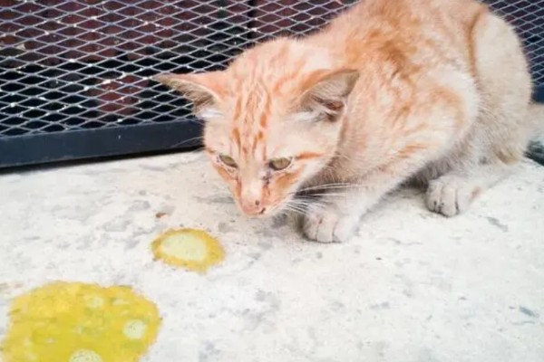 猫呕吐拉稀的原因，可能喝了冷水所致