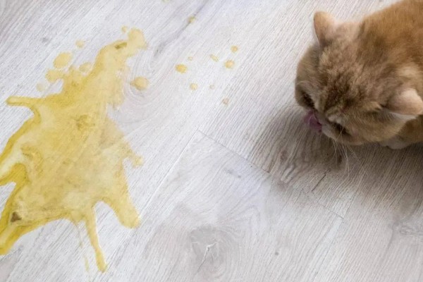 猫呕吐拉稀的原因，可能喝了冷水所致