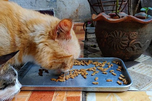 猫呕吐拉稀的原因，可能喝了冷水所致
