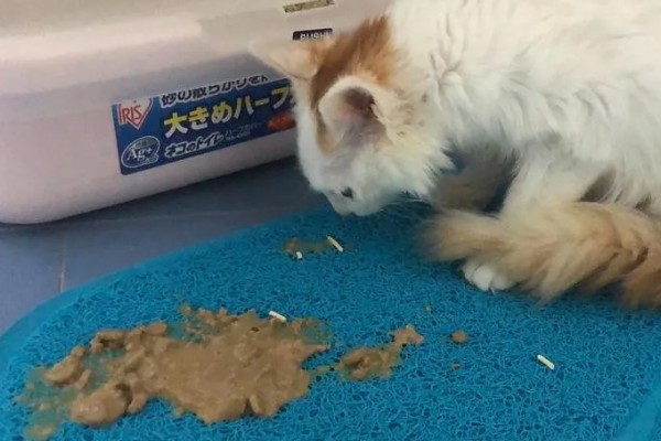 猫呕吐拉稀的原因，可能喝了冷水所致