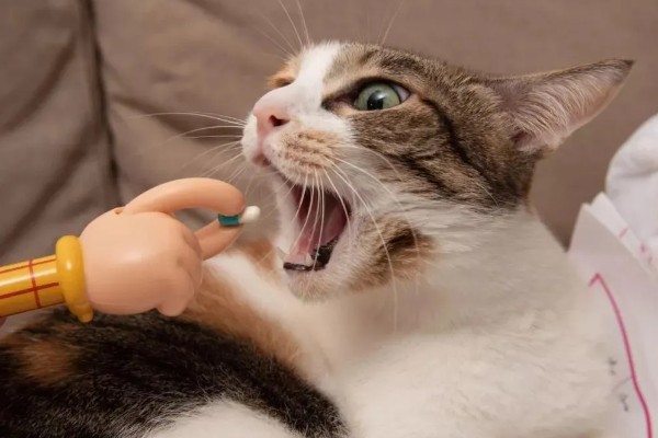 猫呕吐拉稀的原因，可能喝了冷水所致