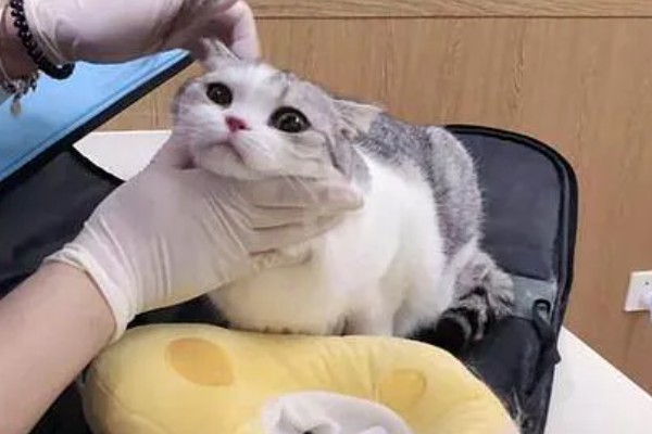 猫呕吐拉稀的原因，可能喝了冷水所致