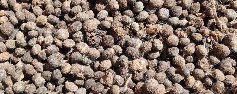 兔粪的用途，有驱虫的作用