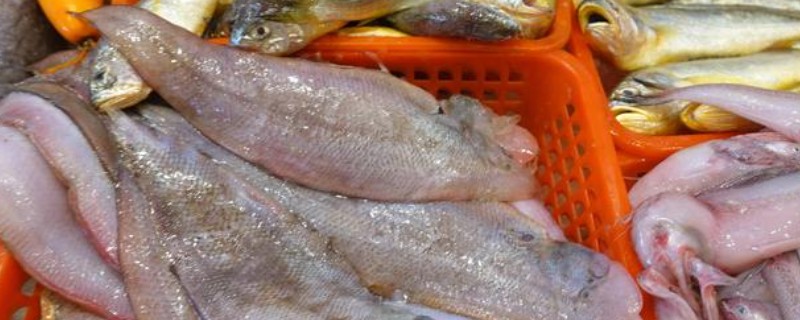 舌鳎鱼和龙利鱼一样吗，是同一种鱼