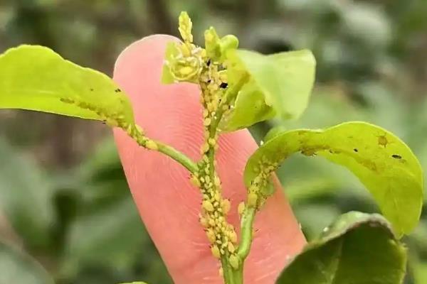 柑橘虫害如何防治，常见的有天牛、木虱等