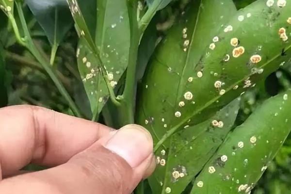 柑橘虫害如何防治，常见的有天牛、木虱等