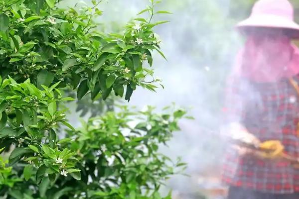 柑橘虫害如何防治，常见的有天牛、木虱等