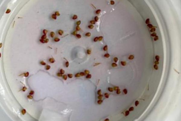 草莓怎么播种,等种子吸水膨胀后再放在土壤上