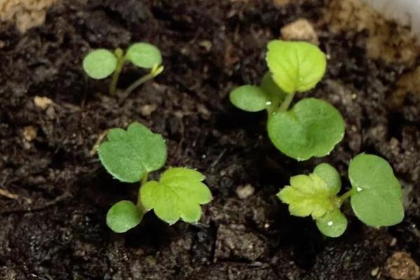 草莓怎么播种,等种子吸水膨胀后再放在土壤上