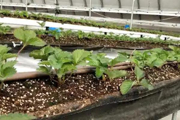 草莓怎么播种,等种子吸水膨胀后再放在土壤上