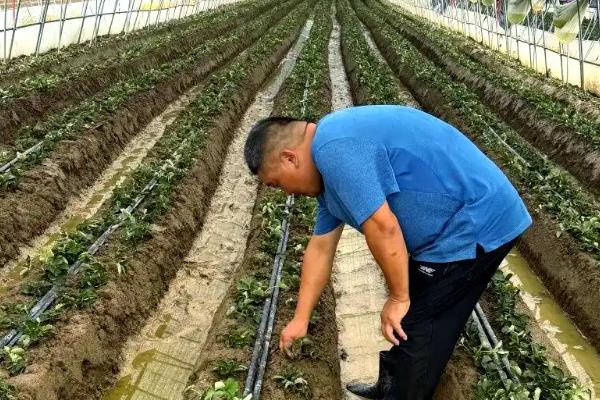 草莓怎么播种,等种子吸水膨胀后再放在土壤上
