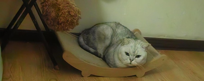 猫白血病的治疗方法，目前是没有药物可以救治的
