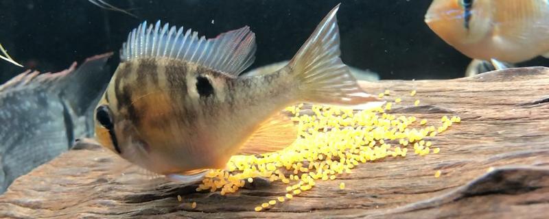 鱼的产卵时间，因品种而异
