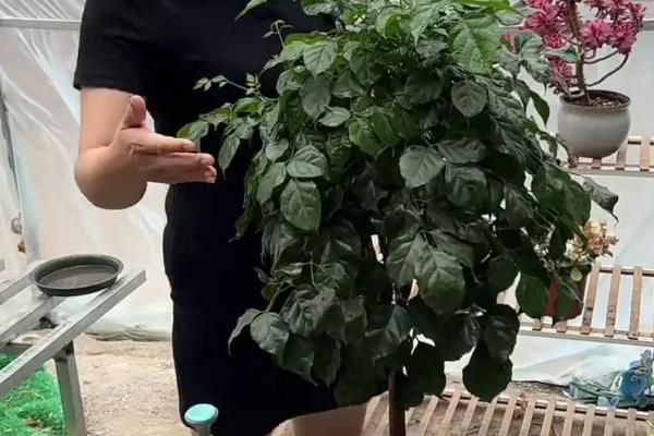 幸福树叶子卷曲下垂的原因及解决方式，可能是通风条件不好