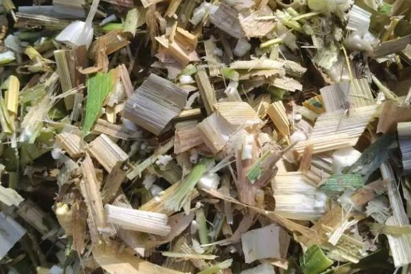 黄储玉米秸秆饲料如何制作，先将玉米秸秆放在太阳下晾干