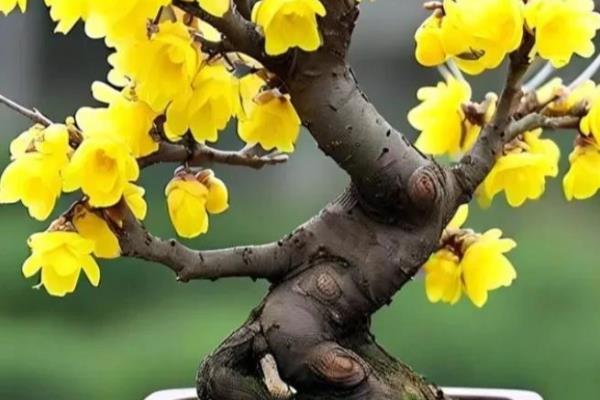 新鲜腊梅花的处理方法,每隔3天换一次水