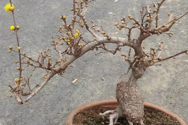 新鲜腊梅花的处理方法,每隔3天换一次水