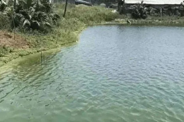 养殖小龙虾的技术,池塘水深控制在1-1.5m