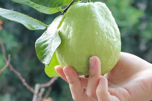 番石榴的籽能不能吃,属于常见水果可以食用