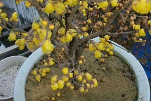 黄金梅花如何养殖，每隔1-2年更换一次盆土