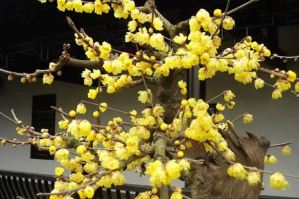 黄金梅花如何养殖，每隔1-2年更换一次盆土