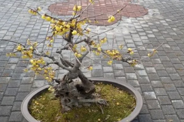 黄金梅花如何养殖，每隔1-2年更换一次盆土