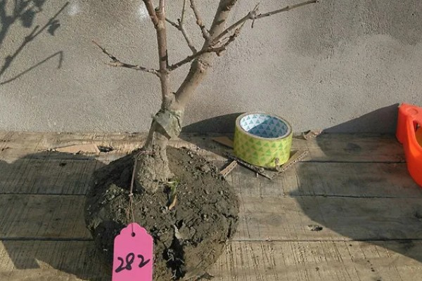 黄金梅花如何养殖，每隔1-2年更换一次盆土