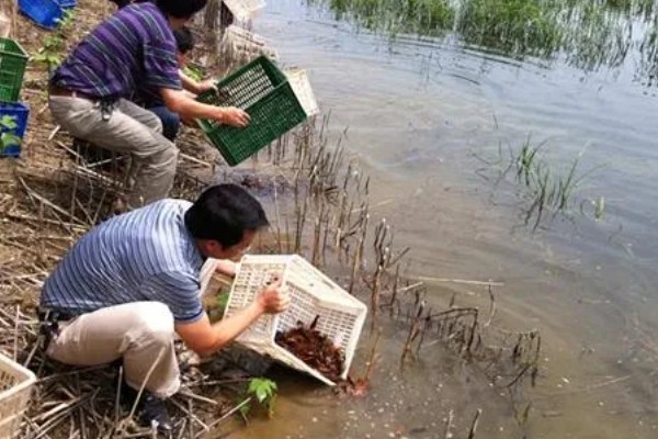 养殖小龙虾的技术,池塘水深控制在1-1.5m