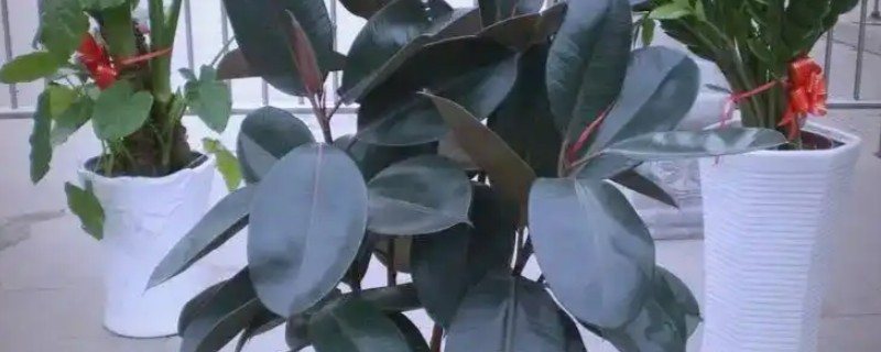 橡皮树的养殖方法，放在采光较好的地方进行养护