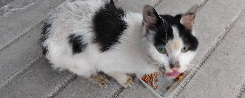 猫越来越瘦了的原因，可能是感染了寄生虫
