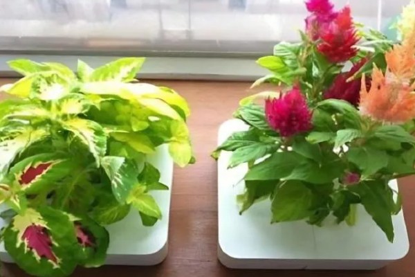 鸡冠花盆栽的存活时间,可以存活一年