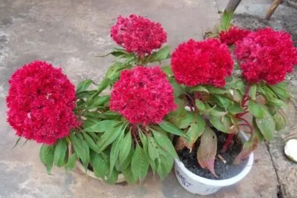 鸡冠花盆栽的存活时间,可以存活一年