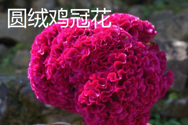鸡冠花盆栽的存活时间,可以存活一年
