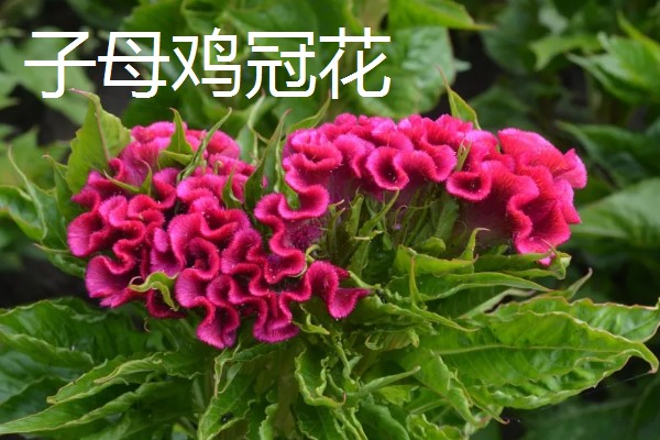 鸡冠花盆栽的存活时间,可以存活一年