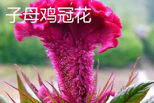 鸡冠花盆栽的存活时间,可以存活一年