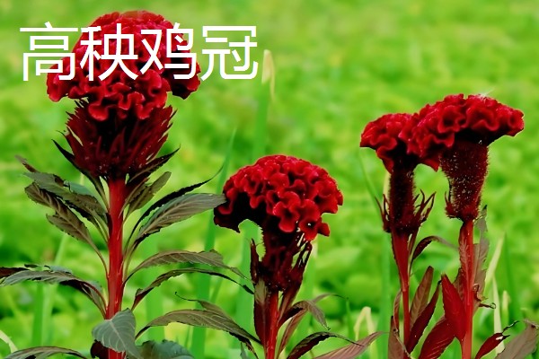 鸡冠花盆栽的存活时间,可以存活一年