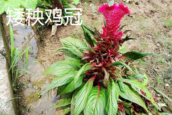 鸡冠花盆栽的存活时间,可以存活一年