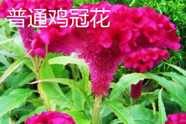 鸡冠花盆栽的存活时间,可以存活一年