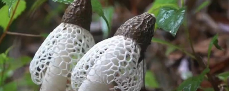 竹荪怎么种植，把温度保持在20-23℃