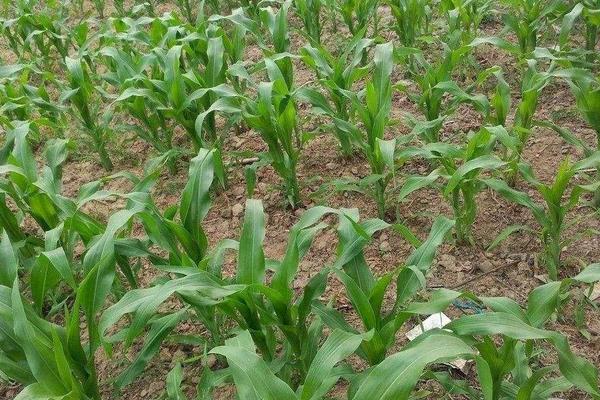 武甜双蜜4号玉米品种的特性，每亩尿素20公斤