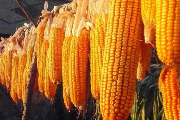 禹甜糯188玉米种子特征特性，该品种出苗至采收78.7天