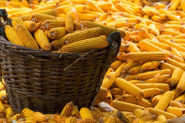 禾润699玉米种子特点，适宜播期为6月10日～25日