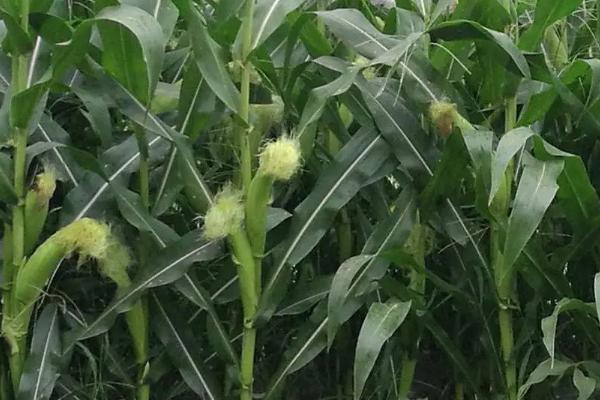 SY232玉米种子特点，注意防治灰斑病