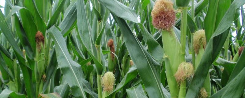 武甜双蜜4号玉米品种的特性，每亩尿素20公斤