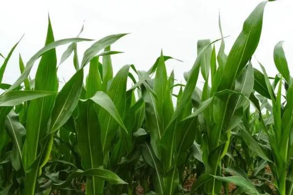 晟泰909玉米品种简介,适宜播种期4月下旬至5月上旬