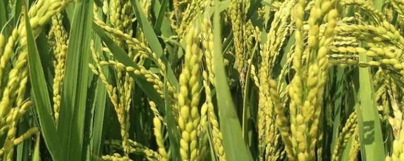 琅两优607水稻种子特征特性，每亩有效穗数17.4万穗