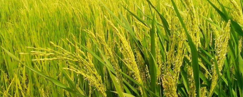 稆两优盈香丝苗水稻种子介绍，秧田播种量每亩10.0千克