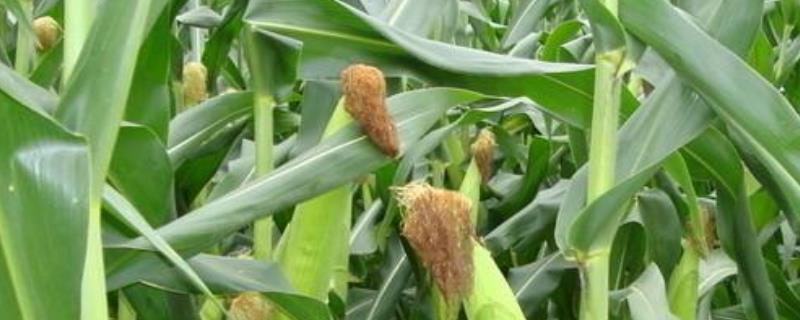 G2182玉米种子简介，密度5000株/亩左右