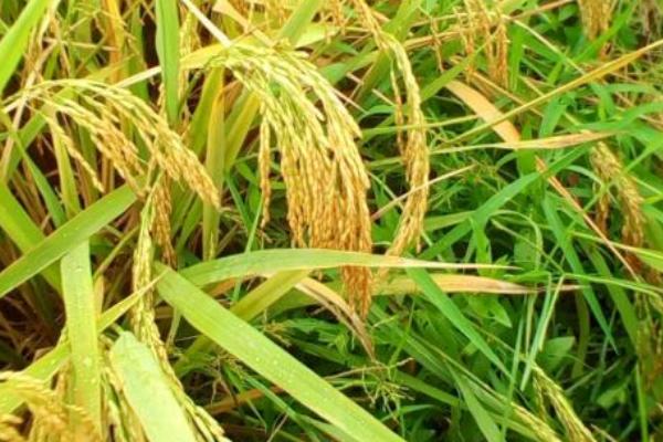 琅两优607水稻种子特征特性，每亩有效穗数17.4万穗