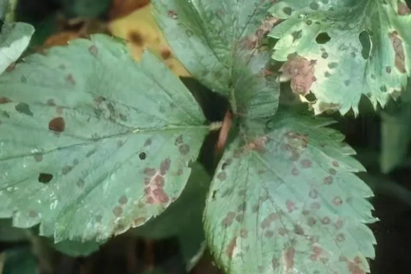 草莓黑斑病的症状,病斑的中央呈灰褐色